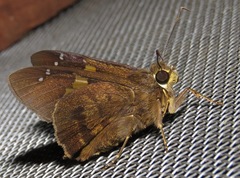 Venada advena
