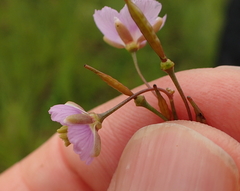 Heliophila rigidiuscula