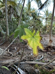 Cecropia schreberiana