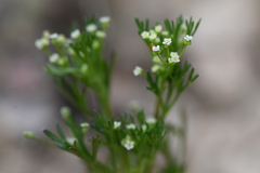 Apiastrum angustifolium