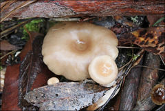 Singerocybe clitocyboides
