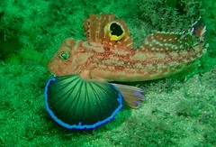 Australian Spiny Gurnard photo 1