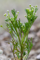 Apiastrum angustifolium