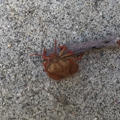 Dendrocoris