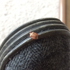 Dendrocoris