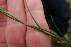 Heliophila rigidiuscula