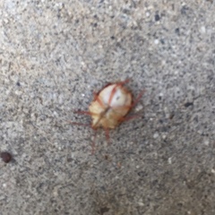 Dendrocoris