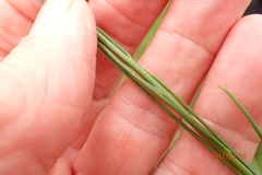 Heliophila rigidiuscula