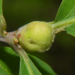 Oak Petiole Gall Wasp - Photo (c) Jaime M. Simancas, some rights reserved (CC BY-NC), uploaded by Jaime M. Simancas
