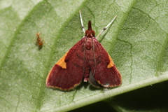 Deuterophysa fernaldi