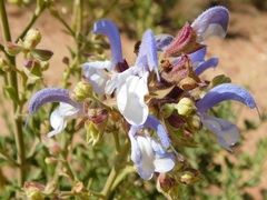 Salvia chamelaeagnea