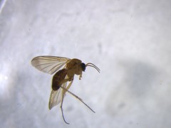 Parvicellula ruficoxa