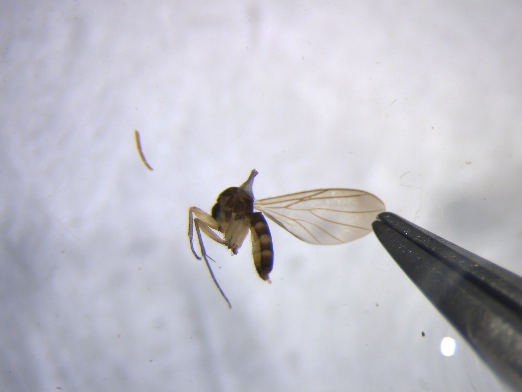 Tetragoneura spinipes