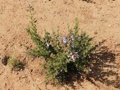 Salvia chamelaeagnea