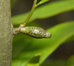 Amphibolips ellipsoidalis