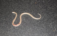 Arizona elegans candida