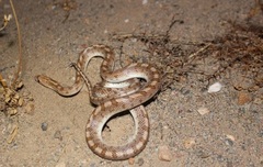 Arizona elegans candida