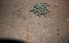 Arizona elegans candida