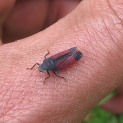 Cardioscarta flavifrons