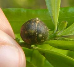 Dryocosmus quercuslaurifoliae