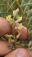 Astragalus macrodon