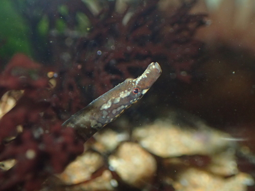 Nerophis lumbriciformis