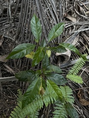 Citharexylum spinosum