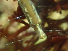 Nerophis lumbriciformis