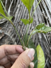 Citharexylum spinosum