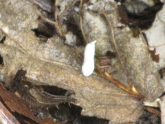 Zonotrichia atricapilla