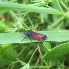 Cardioscarta flavifrons