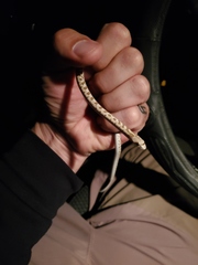 Arizona elegans candida