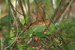 Ceratozamia