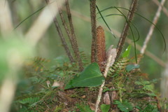 Ceratozamia