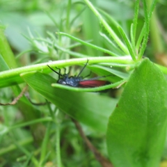 Cardioscarta flavifrons