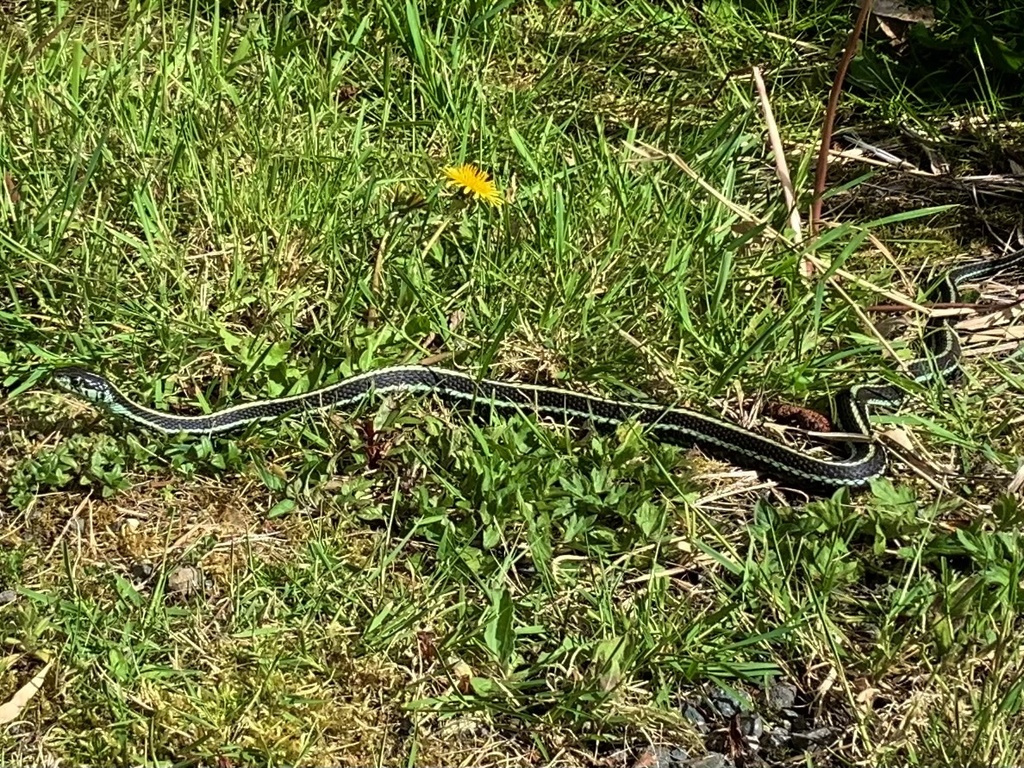 Puget Sound Garter Snake