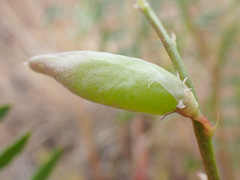 Astragalus macrodon