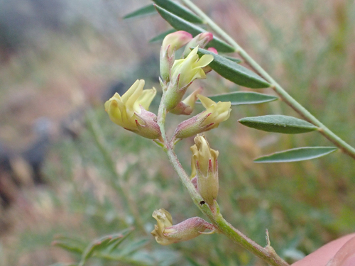 Astragalus macrodon