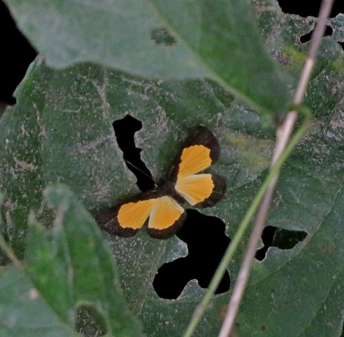 Mesene silaris