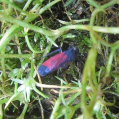 Cardioscarta flavifrons