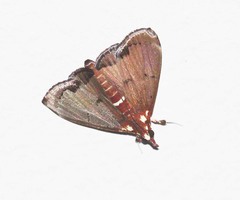 Deanolis sublimbalis