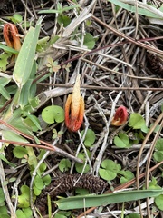 Clathraceae