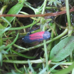 Cardioscarta flavifrons