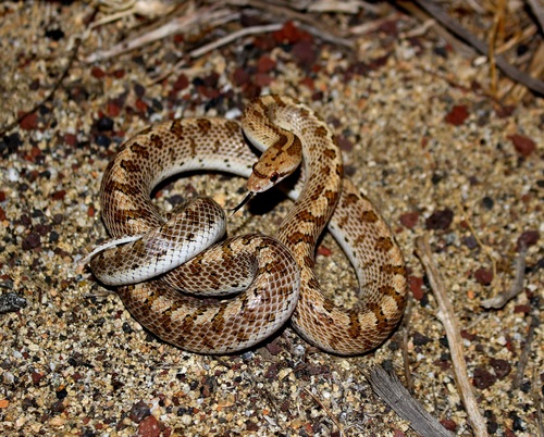 Western Glossy Snake