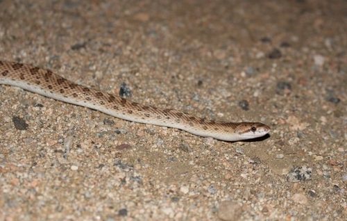 Western Glossy Snake