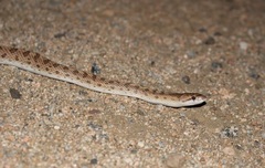 Arizona elegans candida