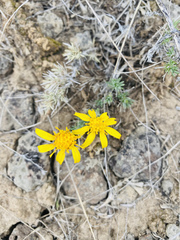 Nestotus stenophyllus