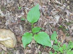 Hosta ventricosa