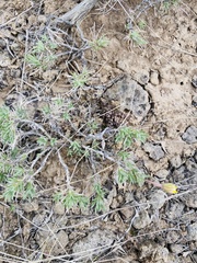 Nestotus stenophyllus