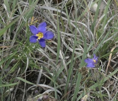 Giliastrum rigidulum